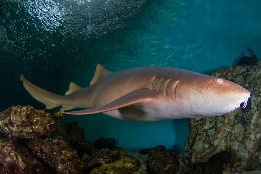 짙은 푸른 바다의 바위 지형 근처에서 큰 상어가 헤엄치고 있으며, 그 위에는 작은 물고기 떼가 보입니다.