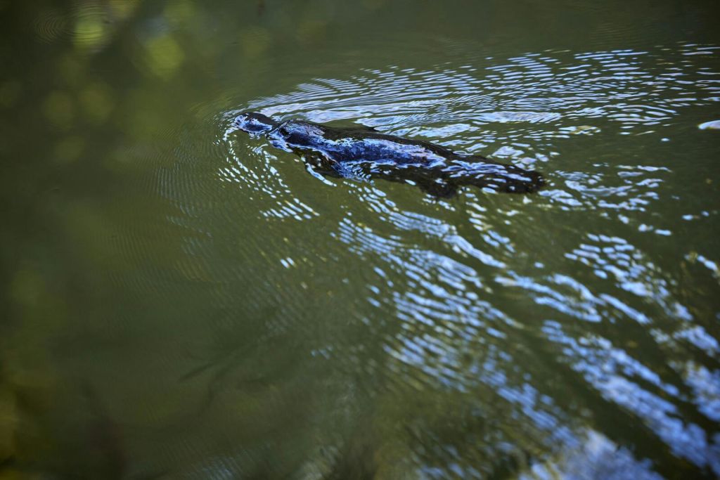 자연 환경에서 물결무늬 물을 헤엄치는 오리너구리.
