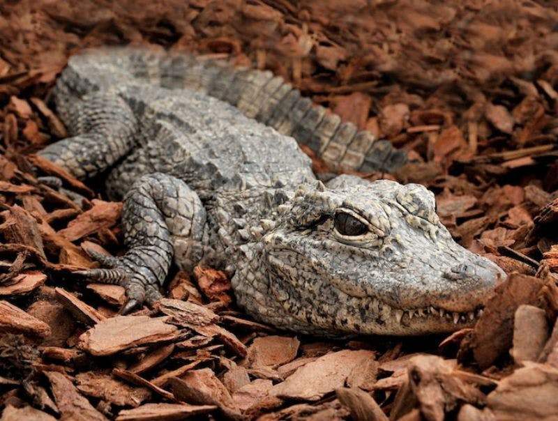 갈색 나무 조각이 놓인 침대 위에 놓인 회색 악어가 카메라를 향해 약간 마주보고 있습니다.