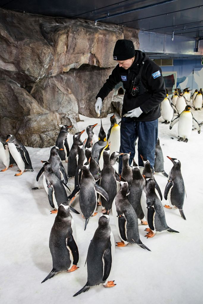 제복을 입은 사람이 바위 벽이 있는 실내 서식지 내부의 눈 덮인 표면에서 펭귄 무리와 상호 작용합니다.