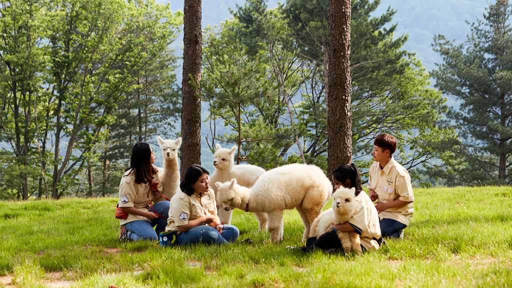  Alpaca World · Petite France + Italian Village · Garden of Morning Calm Private Tour