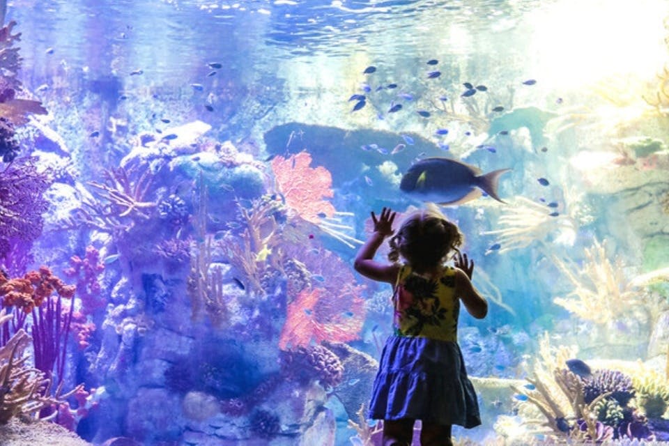 알록달록한 물고기와 산호가 가득한 수족관 탱크 앞에서 유리에 손을 대고 있는 아이.