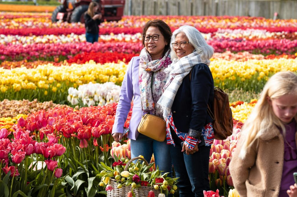 튤립밭에서 포즈 취하기