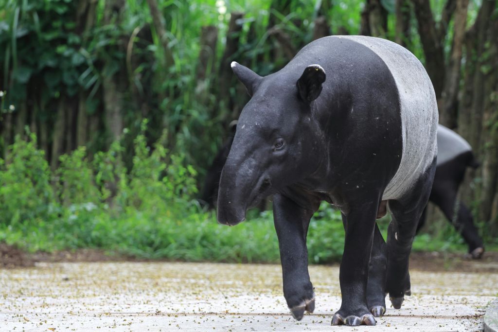 녹음이 우거진 길을 걷는 흑백 테이퍼.