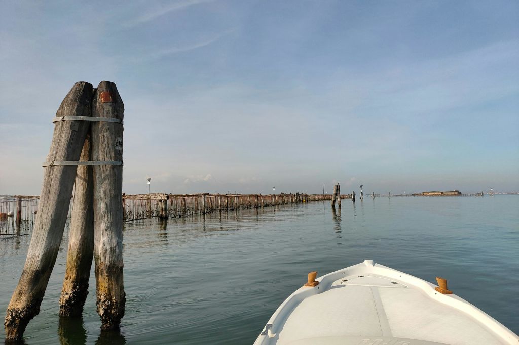 베네치아 키오자 인근 베네치아 석호에서 가까이서 본 홍합 농장