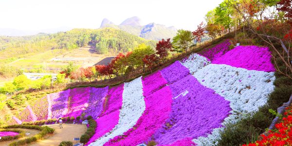 꽃잔디 동산