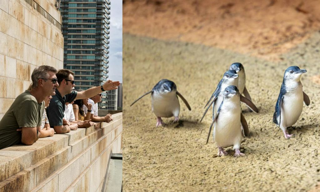 사람들이 돌 난간에 기대어 가리키고 관찰하고 있으며, 그 옆에는 모래사장을 걷고 있는 작은 펭귄이 있습니다.