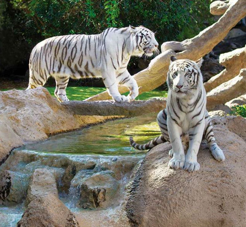 검은 줄무늬가 있는 흰 호랑이 두 마리가 바위와 녹지로 둘러싸인 작은 폭포 근처에 있습니다. 하나는 걷는 것이고, 다른 하나는 앉는 것이다.
