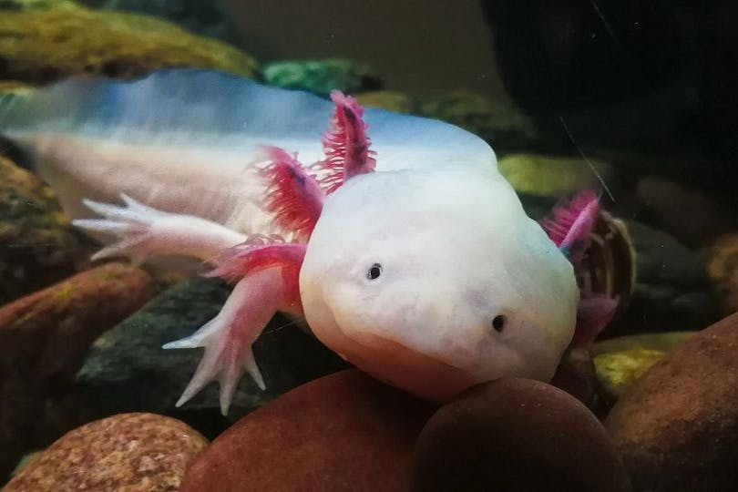 밴쿠버아쿠아리움