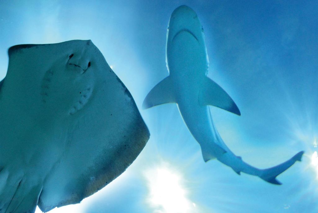 수중에서 상어와 노루가 헤엄치는 모습을 볼 수 있으며, 햇빛이 물 속을 비춥니다.