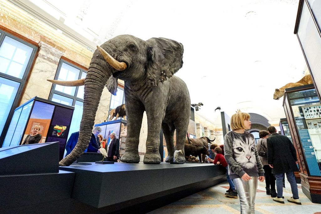 대형 코끼리, 다른 동물 전시물, 정보 캐비닛이 있는 박물관을 탐험하는 사람들.