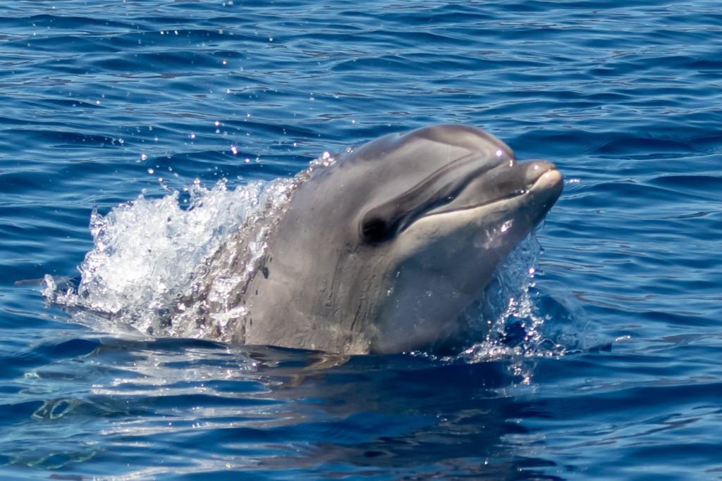 보트에서 돌고래 관찰하기