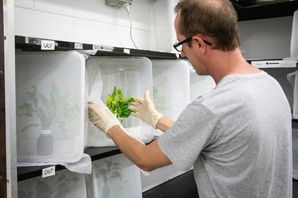장갑을 끼고 회색 셔츠를 입은 한 남성이 실험실 환경의 선반에 놓인 흰색 통풍이 되는 상자에 녹색 잎을 넣고 있습니다.