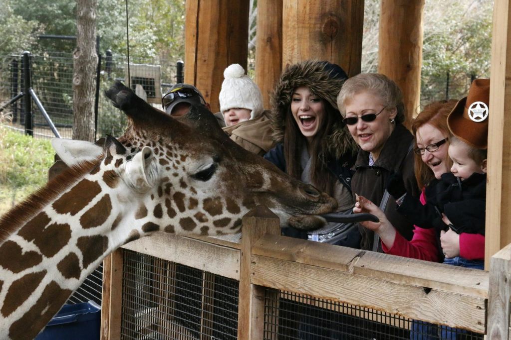 동물원에서 기린을 기쁘게 먹이는 사람들, 장난감 보안관의 모자를 쓴 아이. 추운 날씨에 맞춰 다양한 사람들이 옷을 입고 있습니다.