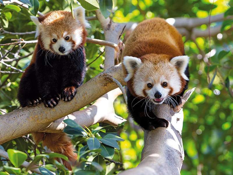 붉은 갈색 털과 흰색 표시가 있는 두 개의 빨간 팬더가 녹색 단풍으로 둘러싸인 나무 가지에 자리 잡고 있습니다.