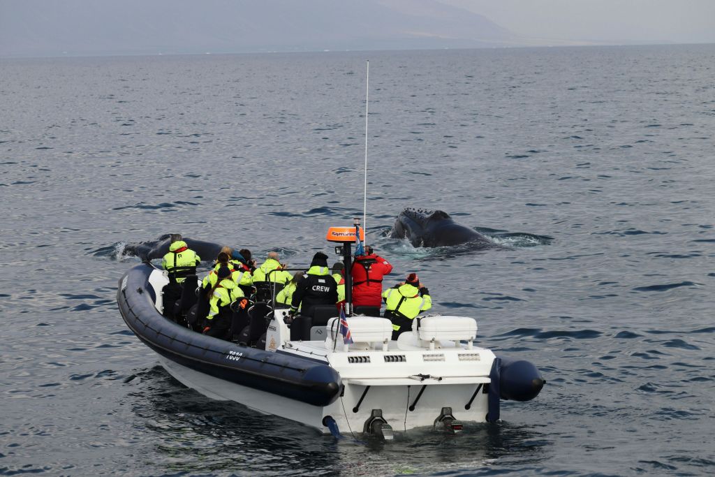 밝은 노란색 재킷을 입은 한 무리의 사람들이 잔잔한 바다에서 보트를 타고 떠다니는 고래를 관찰하고 있습니다.