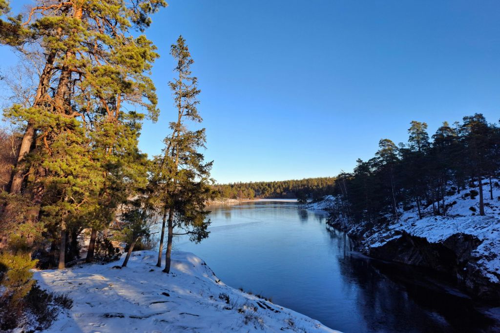 소나무가 우거진 눈 덮인 강변, 구름 한 점 없는 푸른 하늘을 반사하는 잔잔한 강, 숲이 우거진 수평선.