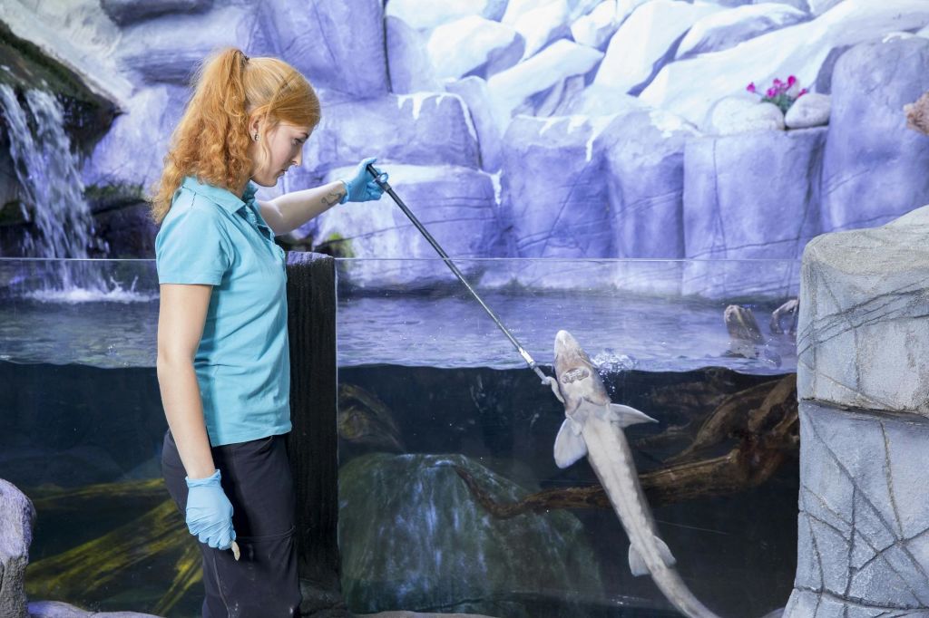 파란색 유니폼을 입은 붉은 머리카락을 한 여성이 바위 폭포를 배경으로 커다란 수족관에서 물고기를 먹이고 있습니다.