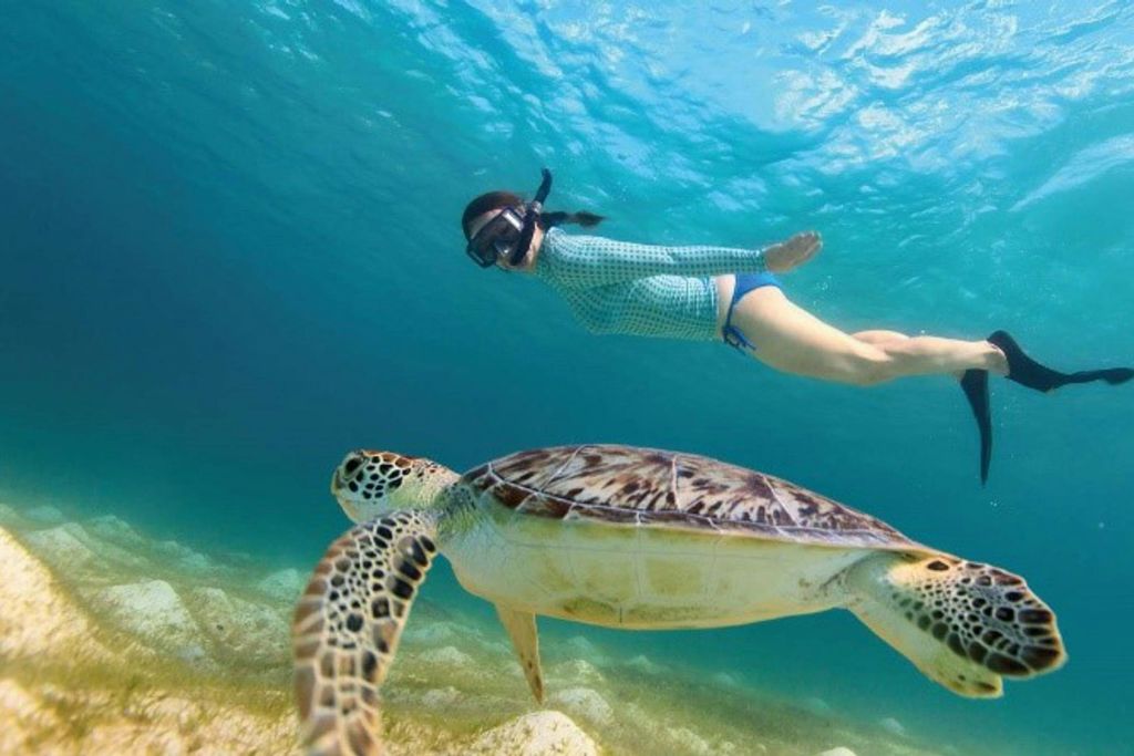 거북이와 함께 수영하기