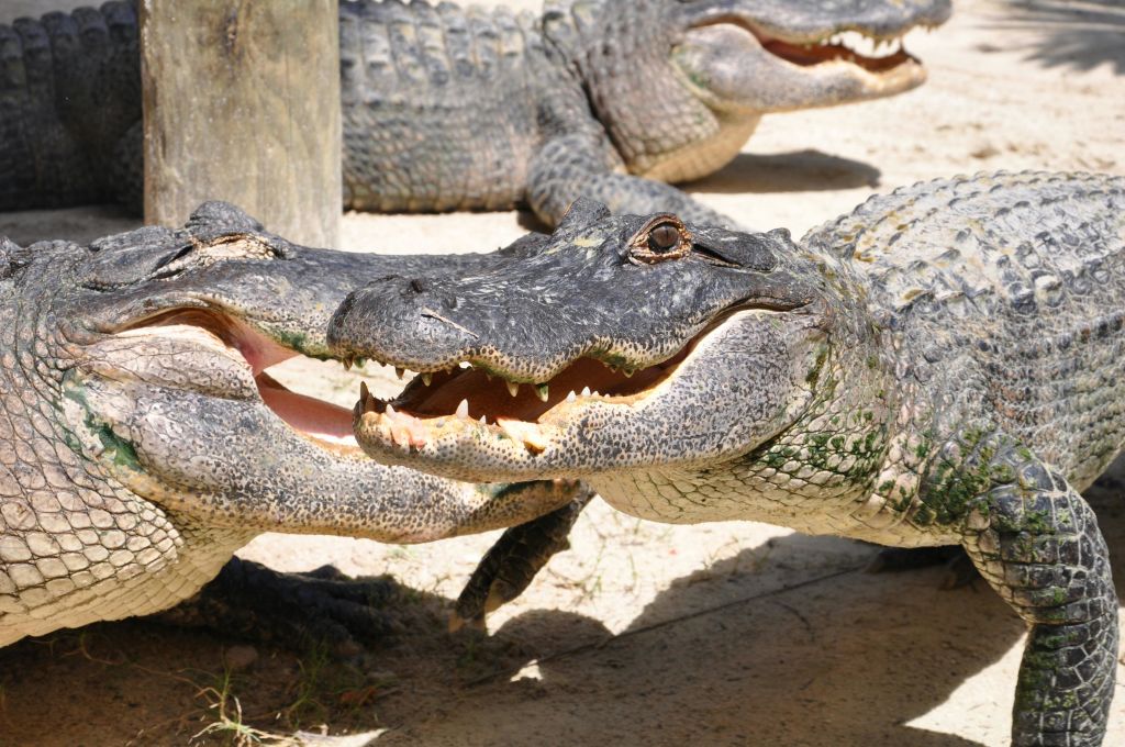 입이 살짝 열린 모래 표면에 여러 악어가 놓여 있습니다.