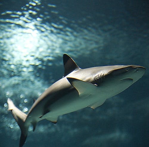 물결치는 빛이 위쪽에서 반사되어 물속을 헤엄치는 상어.