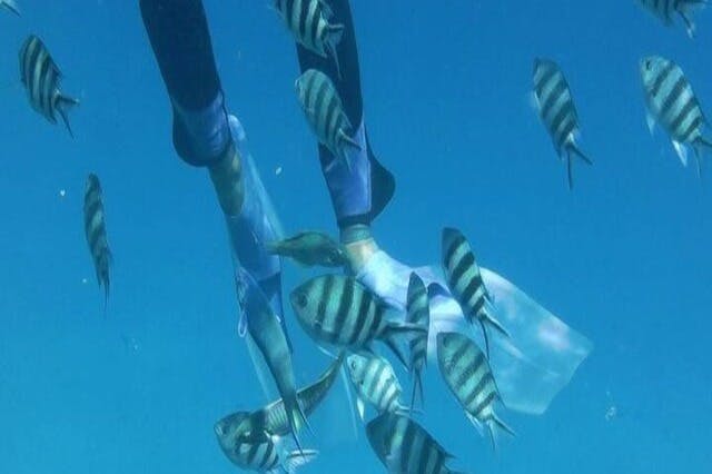 마르사알람에서 즐기는 스노클링