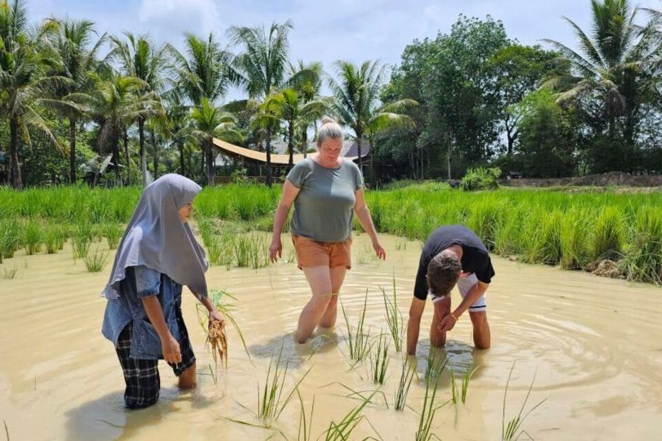 아시아 요리의 주요 재료로 쌀을 만드는 수확 기술에 대해 알아보세요.