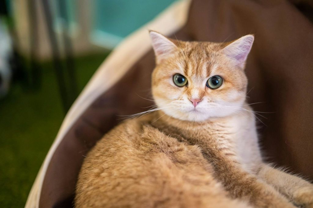 스코틀랜드 생고양이 키케로