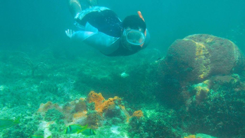 스노클러가 형형색색의 산호와 맑고 푸른 바다에서 줄무늬 물고기 근처에서 물속을 헤엄치고 있습니다.