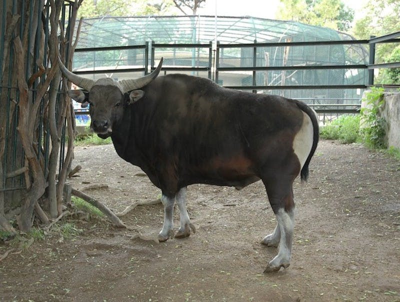 길고 구부러진 뿔을 가진 커다란 황소가 나무 근처의 흙 위에 서 있으며, 인클로저의 와이어 울타리 뒤에 있습니다.