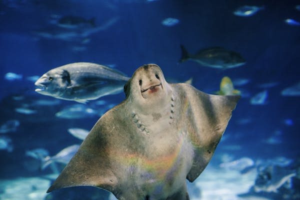 파란색 배경의 다른 물고기로 둘러싸인 수중에서 수영하는 미소 짓는 가오리의 클로즈업.