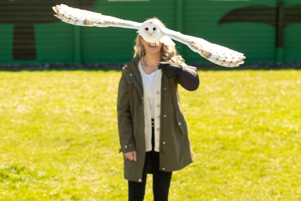초록색 배경의 잔디 위를 날아다니는 흰 올빼미를 잡고 팔을 쭉 뻗은 초록색 코트를 입은 사람.