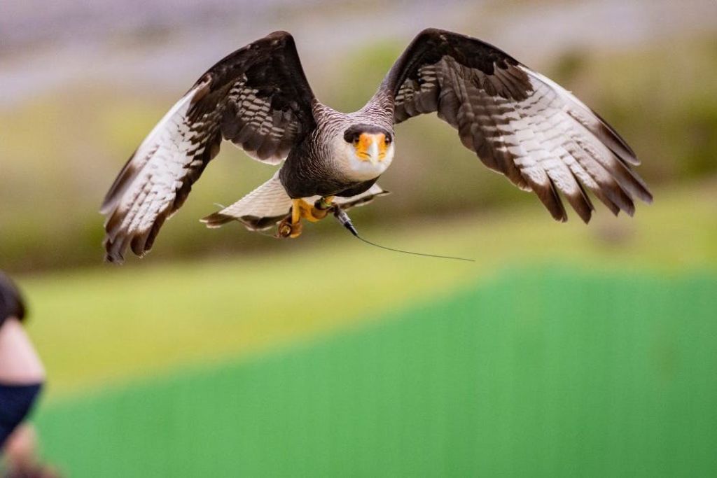 초록색과 갈색의 흐릿한 배경을 배경으로 날개가 뻗어 있고 부리가 열려 있는 새.