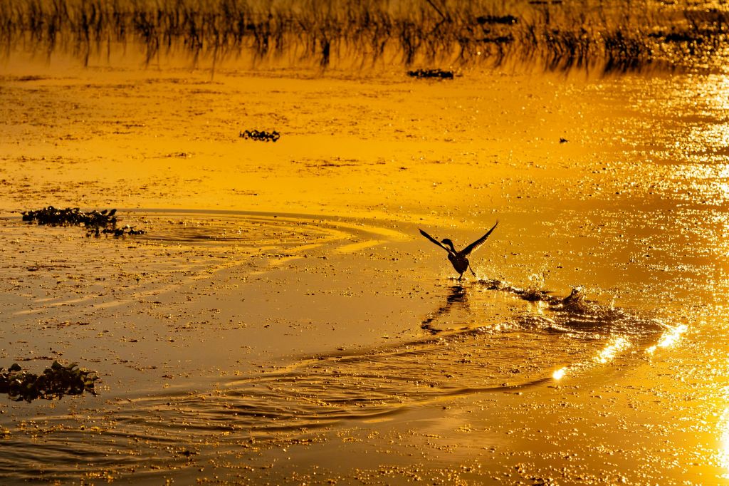 일몰 감상 야생동물 관찰