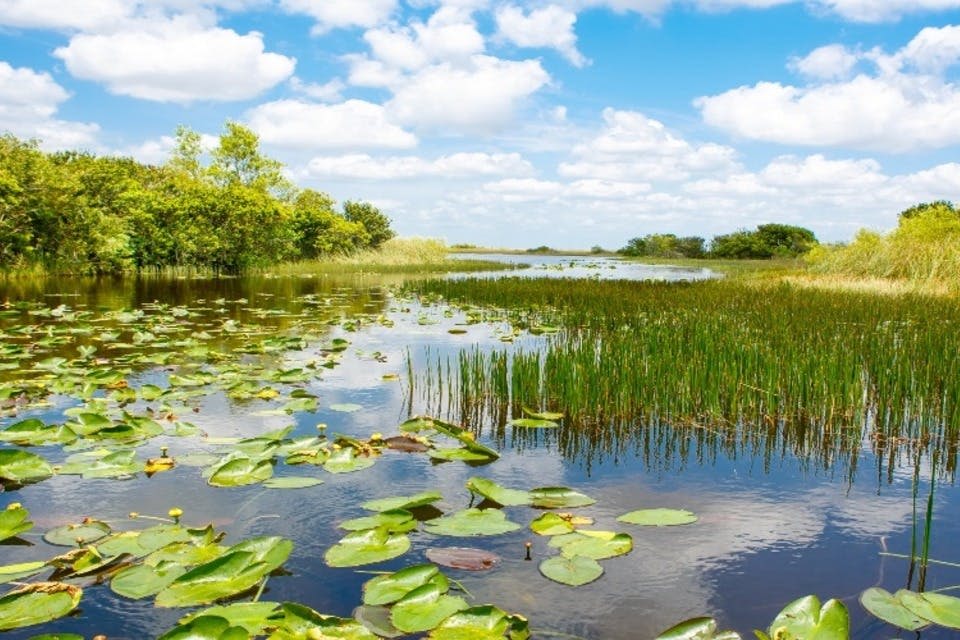 플로리다 에버글레이즈