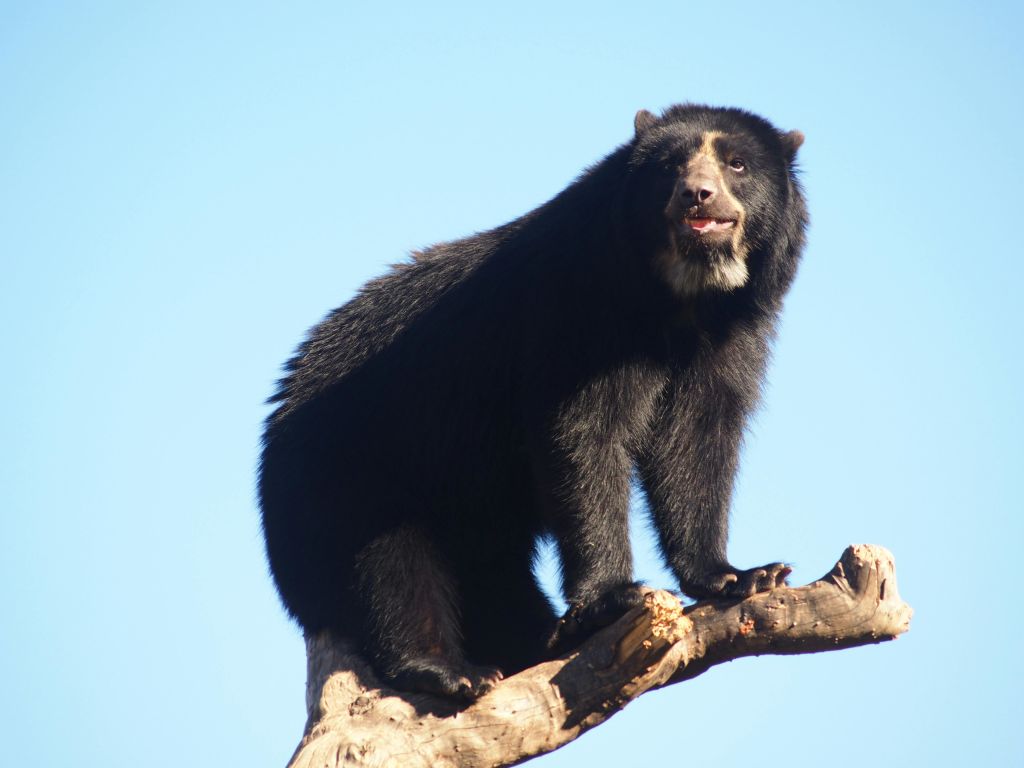검은 곰이 맑고 푸른 하늘을 배경으로 나뭇가지에 자리잡고 있습니다.