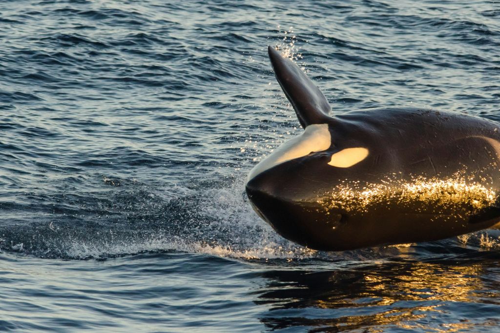 롱비치 고래 관찰 & 돌고래 관찰