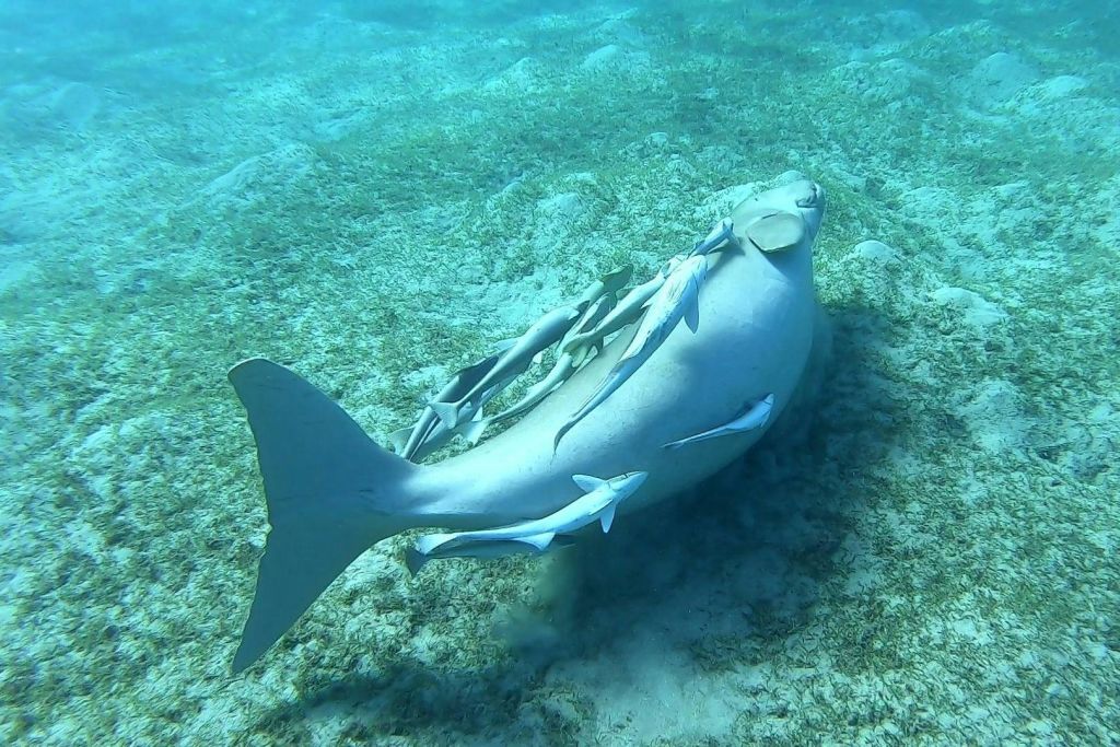 시카우마르사알람