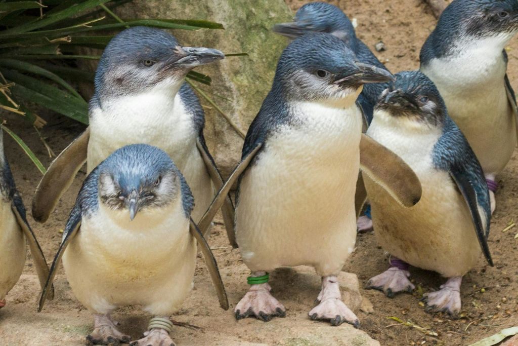 필립 아일랜드 펭귄 퍼레이드