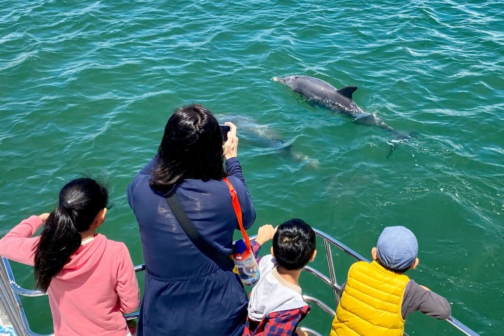 돌고래 관찰 보장