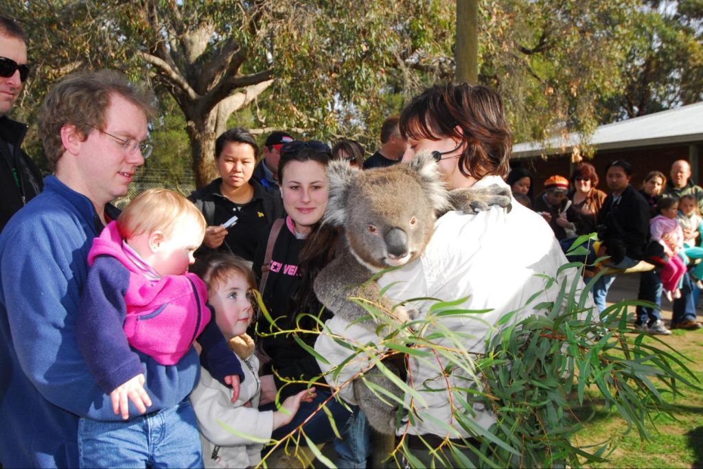 Meet and touch koalas at Ballarat Wildlife Park (option)