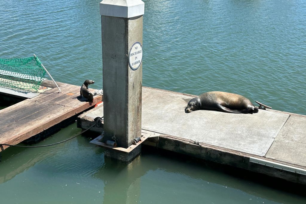 선착장의 바다사자
