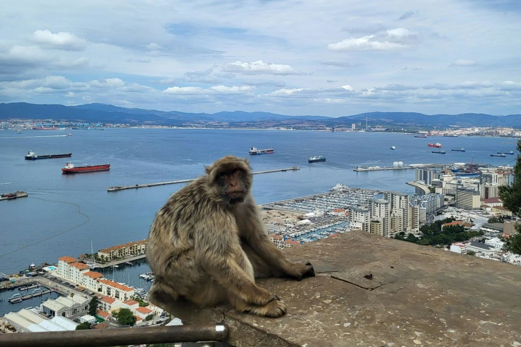 지브롤터 산의 마카크