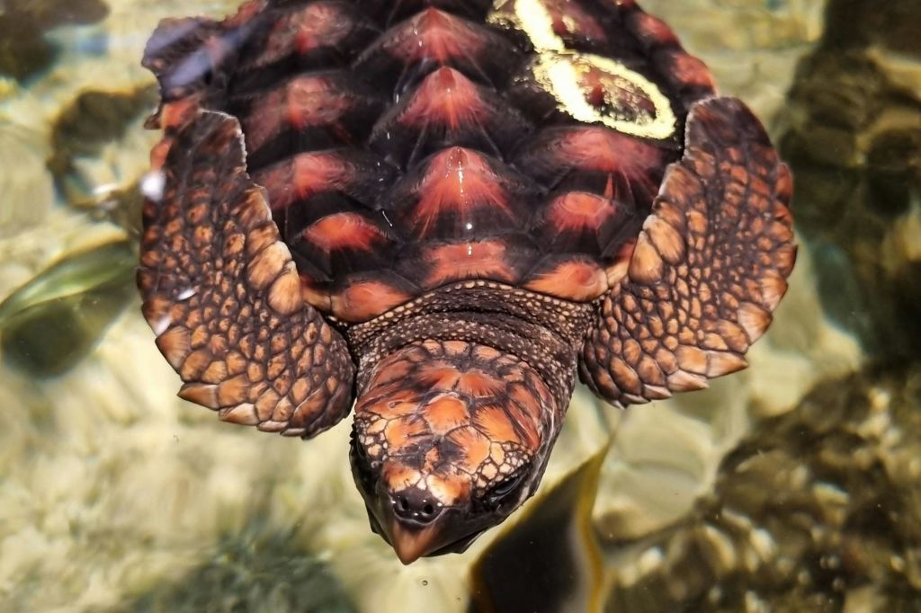 아기 거북이 구출