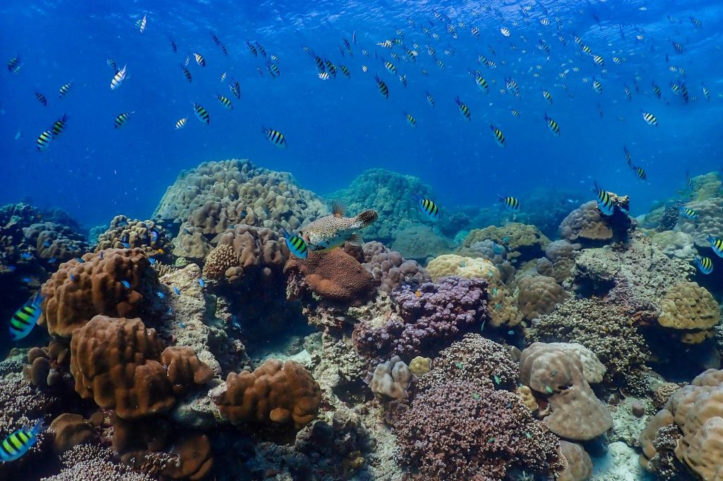 스노클링과 수중 낙원 탐방
