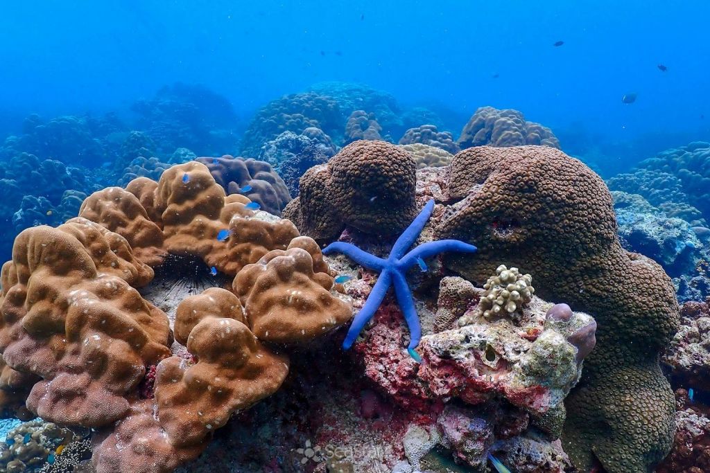 스노클링을 즐기며 바다 속 낙원을 찾아보세요.