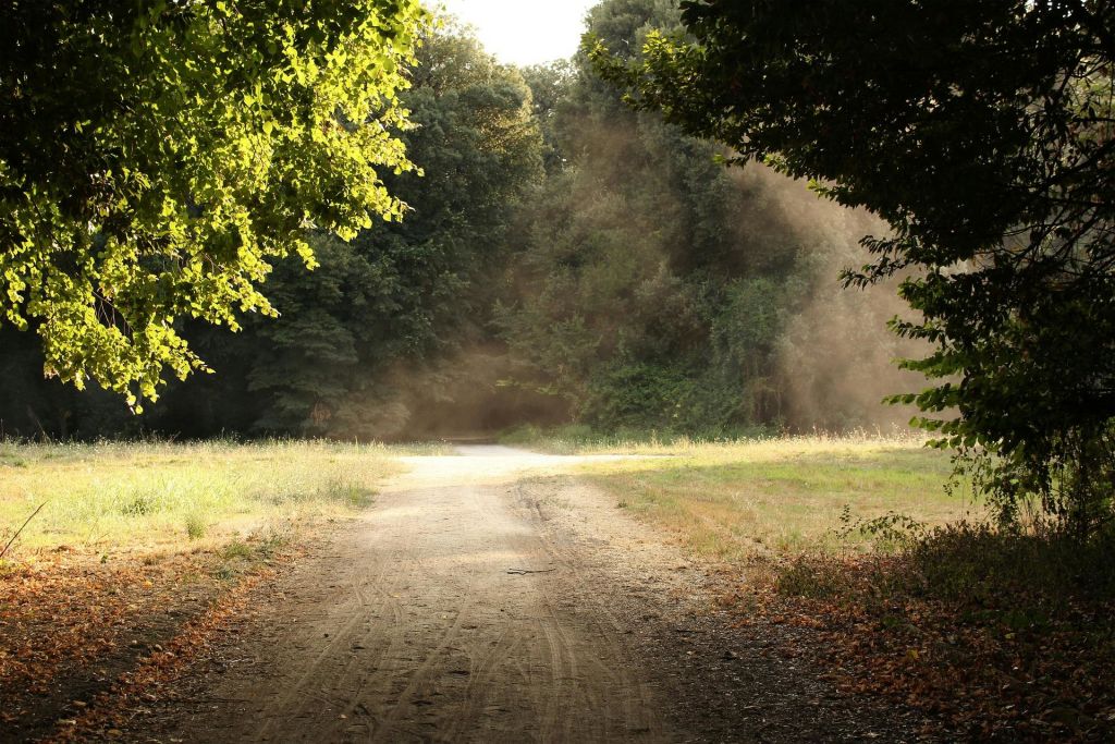 햇살이 내리쬐는 숲을 가로지르는 흙길은 양쪽으로 나무가 우거져 있고 먼지투성이의 분위기를 자아냅니다.