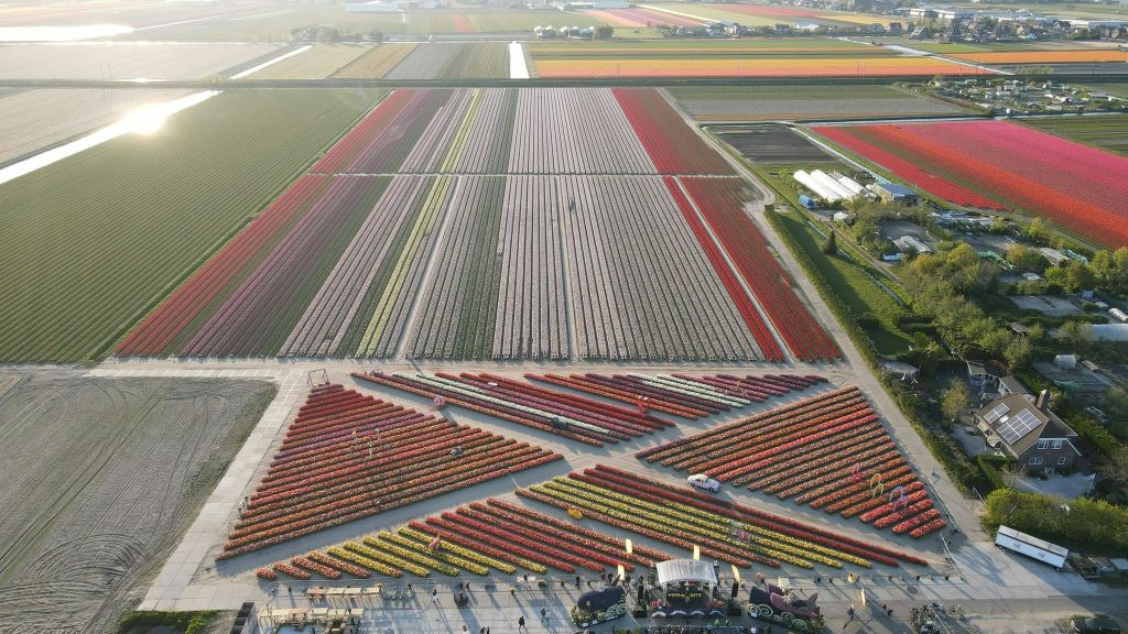 Rood-gele tulpenmix