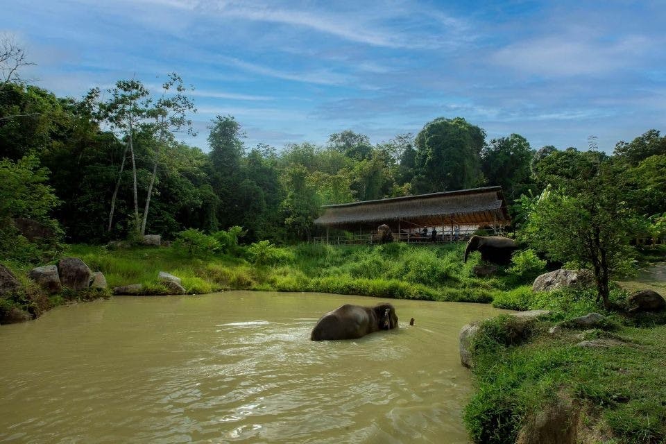Natural green space and elephants