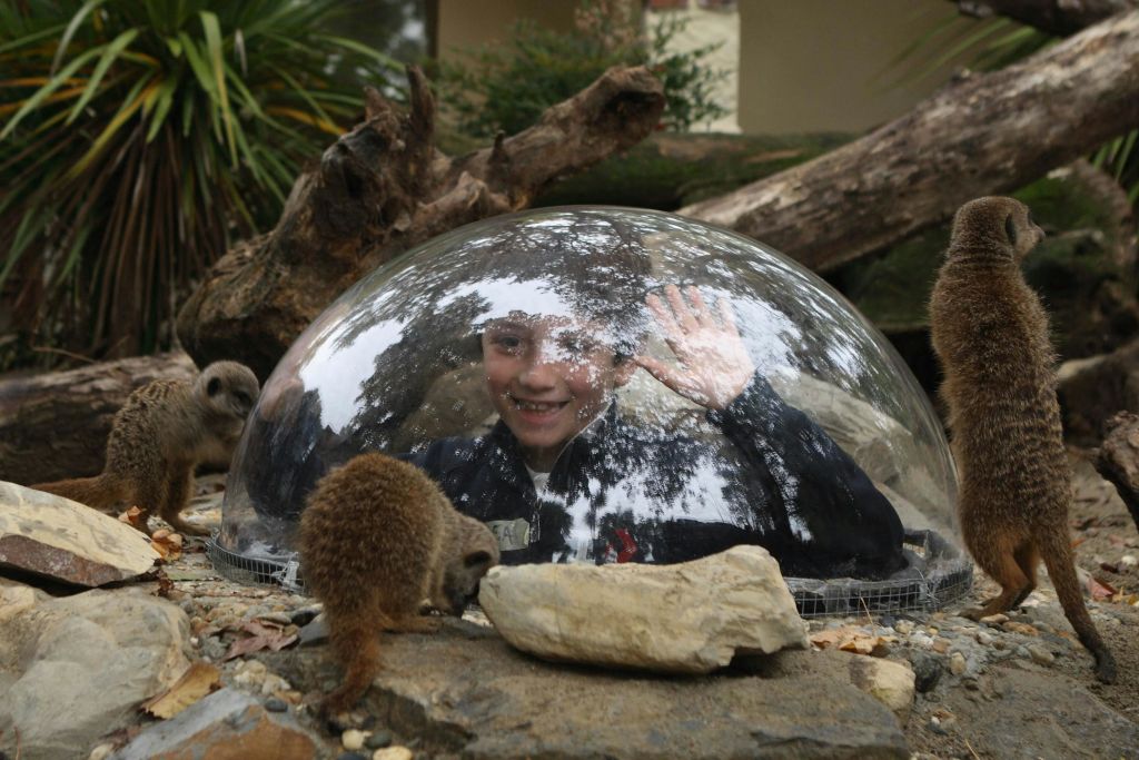 자연주의적 인클로저에서 미어캣과 바위로 둘러싸인 맑은 돔 안에서 어린이가 미소를 짓고 파도칩니다.